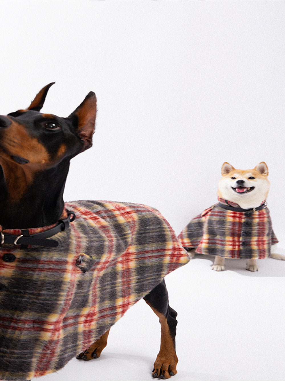 MUKTANK×TAORAE New Style English Medium Dog Coat
